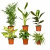 Box Suprise X6 - Plantes D'intérieur -Flora Soldes 93a455c4678b46e6