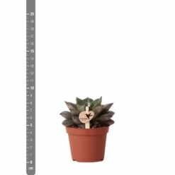 Echeveria Purpusorum - H9cm, ø6cm - Plante D'intérieur -Flora Soldes 93d4d1b512e566d1
