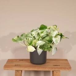 Epipremnum Happy Leaf Scindapsus - H15cm, ø12cm - Plante D'intérieur Tombante 8 Epipremnum Happy Leaf Scindapsus - H15cm, ø12cm - Plante D'intérieur Tombante -Flora Soldes 9477a6fd0dceaace