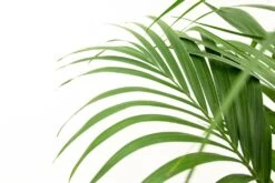 Palmier Kentia Xxl - H150cm, ø24cm - Très Grande Plante D'intérieur -Flora Soldes 9483ff7dfd1a5914