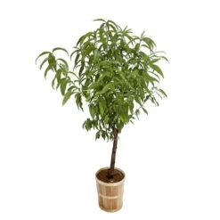 Pêcher Reine Des Vergers Bio, Gobelet 2 Ans -Flora Soldes 952756 005