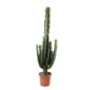 Euphorbe Erythrea : Pot Ø27 Cm -Flora Soldes 953625 002