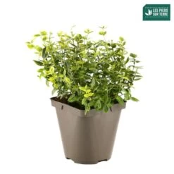 Euonymus Fortunei 'Emerald'n Gold : Pot 3L -Flora Soldes 954301 001