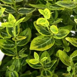 Euonymus Fortunei 'Emerald'n Gold : Pot 3L -Flora Soldes 954301 002