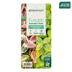 Euonymus Fortunei 'Emerald'n Gold : Pot 3L -Flora Soldes 954301 003