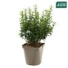 Euonymus Japonicus 'Mycrophyllus' : Pot 3L -Flora Soldes 954309 001