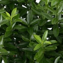 Euonymus Japonicus 'Mycrophyllus' : Pot 3L -Flora Soldes 954309 002
