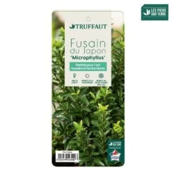 Euonymus Japonicus 'Mycrophyllus' : Pot 3L -Flora Soldes 954309 004