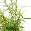 Bambou Non-traçant Fargesia 'Asian Wonder':pot 10L 1 Bambou Non-traçant Fargesia 'Asian Wonder':pot 10L -Flora Soldes 954345 1455799