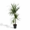 Dracaena Marginata - H115cm, ø21cm - Très Grande Plante D'intérieur -Flora Soldes 95964dc454fd3161