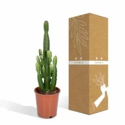 Euphorbia Acrurensis - H80cm, ø24cm - Grande Plante D'intérieur -Flora Soldes 961446c69616177c