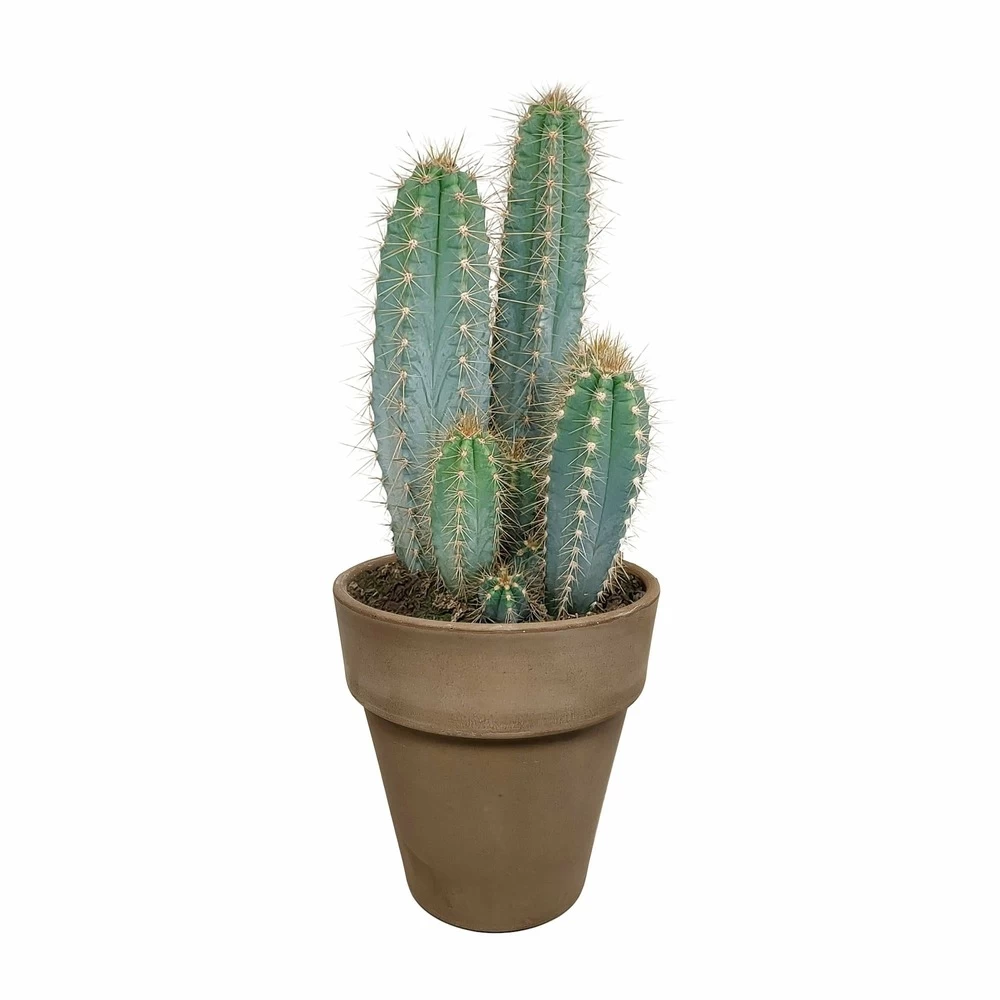 Pilosocereus Azureus Et Son Cache-pot Marron - H40cm, ø17cm - Plante D'intérieur 7 Pilosocereus Azureus Et Son Cache-pot Marron - H40cm, ø17cm - Plante D'intérieur - Image 5