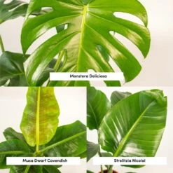 Monstera Deliciosa, Bananier Musa, Strelitzia Nicolai - Grandes Plantes D'intérieur -Flora Soldes 964644ac6b97da9d