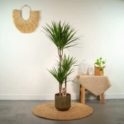 Dracaena Marginata - H120cm, ø21cm - Très Grande Plante D'intérieur -Flora Soldes 9656e702378e94b2