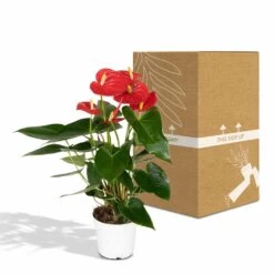 Anthurium Rouge - H40cm, ø12cm - Plante D'intérieur -Flora Soldes 972096c3ef4e7808