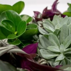 Box 6 Plantes D'intérieur - H20cm, ø12cm - Plantes D'intérieur -Flora Soldes 983a3b72228d5787