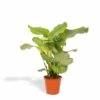 Calathea Orbifolia - H65cm, ø19cm - Plante D'intérieur -Flora Soldes 98d7fecb04f4ce41