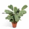 Ctenanthe Lovable - H25cm, ø14cm - Plante D'intérieur 2 Ctenanthe Lovable - H25cm, ø14cm - Plante D'intérieur -Flora Soldes 98f7bf007e36eb0d