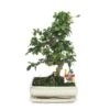 Bonsaï Fukientee - Carmona Microphylla - Environ 10 Ans -Flora Soldes 9986a6822dee6337