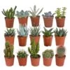 Cactus Et Succulentes, Box De 15 Plantes - H8cm, ø5,5cm - Plantes D'intérieur -Flora Soldes 99886d7c4a9e3a37