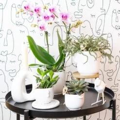 Orchidée Rose Phalaenopsis - H35cm, ø9cm - Plante D'intérieur Fleurie -Flora Soldes 9c505eca97f59dd7