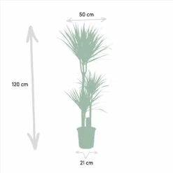 Yucca, Dracaena, Duo De Plantes - Grandes Plantes D'intérieur -Flora Soldes 9da9357d44230960