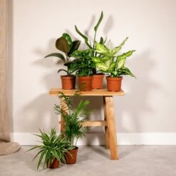 Box Suprise X6 - Plantes D'intérieur -Flora Soldes 9e96e02d43701d59