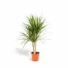 Dracaena Marginata - H90cm, ø17cm - Grande Plante D'intérieur -Flora Soldes 9fabe082be1ea5c3