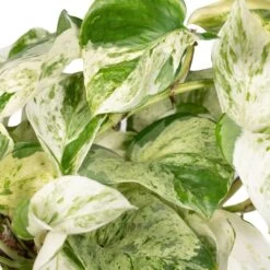 Epipremnum Happy Leaf Scindapsus - H15cm, ø12cm - Plante D'intérieur Tombante 9 Epipremnum Happy Leaf Scindapsus - H15cm, ø12cm - Plante D'intérieur Tombante -Flora Soldes 9ff0fe9832ba9055