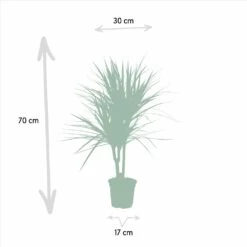 Dracaena Marginata - H90cm, ø17cm - Grande Plante D'intérieur -Flora Soldes a10a0eaf2b955cc4