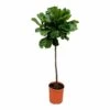 Ficus Lyrata Xl - H150cm, ø30cm - Très Grande Plante D'intérieur -Flora Soldes a25d2540f33ff31e