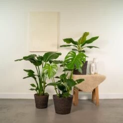 Monstera Deliciosa, Bananier Musa, Strelitzia Nicolai - Grandes Plantes D'intérieur -Flora Soldes a33825a5c05006f3