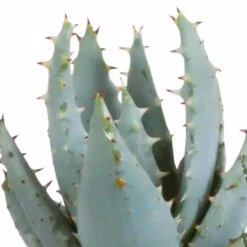 Gasteria, Haworthia Et Leurs Caches-pots Blancs, Box De 5 Plantes - H8cm, ø6cm - Plantes D'intérieur -Flora Soldes a44886affca55c70