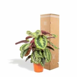 Calathea Medallion - H65cm, ø19cm - Plante D'intérieur -Flora Soldes a481e374f06d0bdd