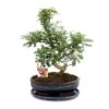 Poivre De Bonsaï Szechuan - Zanthoxylum Piperitum - Env. 12-15 Ans -Flora Soldes a4eada5ae63fb7c3