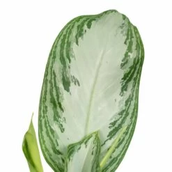 Aglaonema Silver Bay - H55cm, ø17cm - Plante D'intérieur -Flora Soldes a5b31a05b559baea