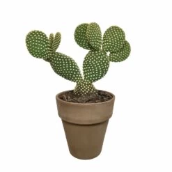 Opuntia Microdasys Et Son Cache-pot Marron - H40cm, ø17cm - Plante D'intérieur -Flora Soldes a5b5547e6fb3b690