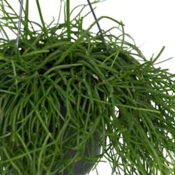Rhipsalis Baccifera - H30cm, ø12cm - Plante D'intérieur Tombante -Flora Soldes a71193cf3c64f29d