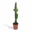 Euphorbia Acrurensis - H50cm, ø17cm - Grande Plante D'intérieur -Flora Soldes a75a46cc2579c168