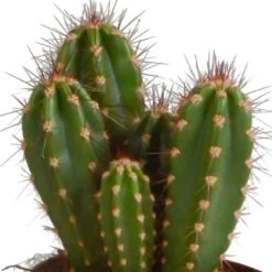 Cactus, Box De 3 Plantes - H15cm, ø10,5cm - Plantes D'intérieur -Flora Soldes a87631cfc895184c