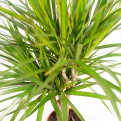 Dracaena Marginata - H120cm, ø21cm - Très Grande Plante D'intérieur -Flora Soldes ac3729a6c300a444