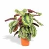 Calathea Medallion - H65cm, ø19cm - Plante D'intérieur -Flora Soldes ad29c3ffb70e29a5