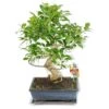 Figuier Chinois Bonsaï - Ficus Retusa - Env. 10 Ans 2 Figuier Chinois Bonsaï - Ficus Retusa - Env. 10 Ans -Flora Soldes adc756339e8612c4