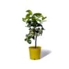 Cedrat Ethrog Bio Tailles:pot De 3 Litres, Hauteur 30/40 Cm -Flora Soldes ae42a36e8dbb1aab