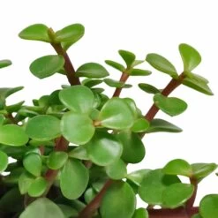 Portulacaria Afra - H25cm, ø10,5cm - Plante D'intérieur -Flora Soldes ae48ccf2c4e6d2a1