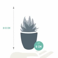 Gasteria, Haworthia Et Leurs Caches-pots Blancs, Box De 5 Plantes - H8cm, ø6cm - Plantes D'intérieur -Flora Soldes aec360084ae20f1e