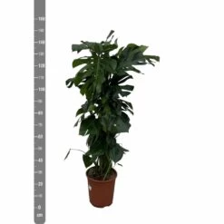 Monstera Deliciosa Xxl - H150cm, ø24cm - Très Grande Plante D'intérieur -Flora Soldes af7aa2ac3a8e1988