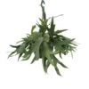Fougère De Cerf - H50cm, ø21cm - Plante D'intérieur Tombante 1 Fougère De Cerf - H50cm, ø21cm - Plante D'intérieur Tombante -Flora Soldes afb189e162e019dc