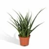 Sansevieria Fernwood Punk - H30cm, ø12cm - Plante D'intérieur Sans Entretien -Flora Soldes b0351f1890170075