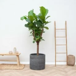 Ficus Lyrata Boom Xxl - H180cm, ø30cm - Très Grande Plante D'intérieur -Flora Soldes b07db5ccb9465179